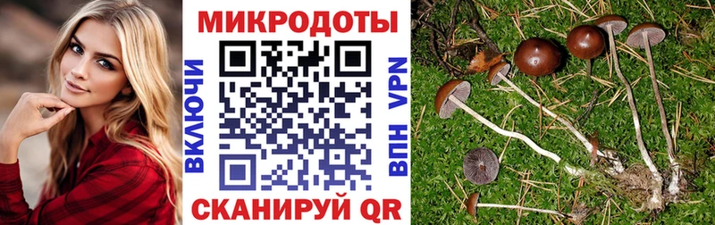 Купить где  Томилино  Галлюциногенные грибы Psilocybine cubensis 